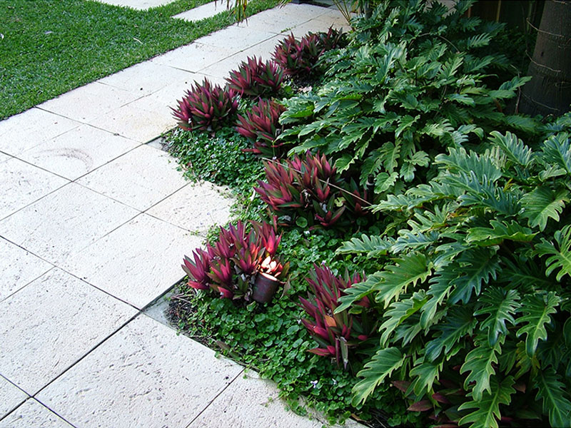 tropical garden design low planting for shade