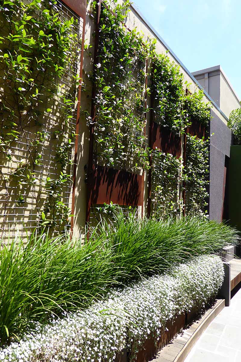 lush corten steel green wall designed by Cultivart in fremantle
