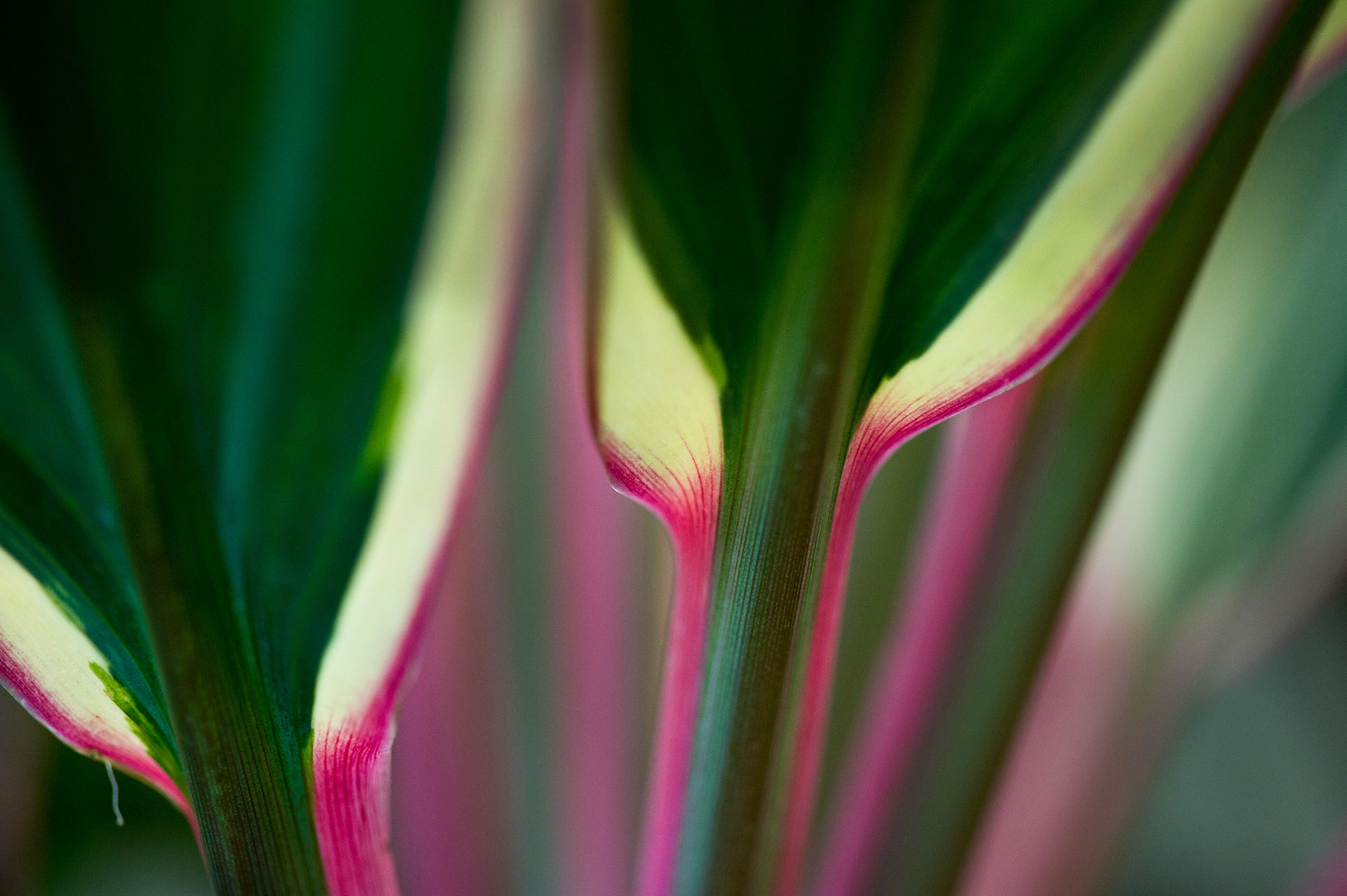plant close up