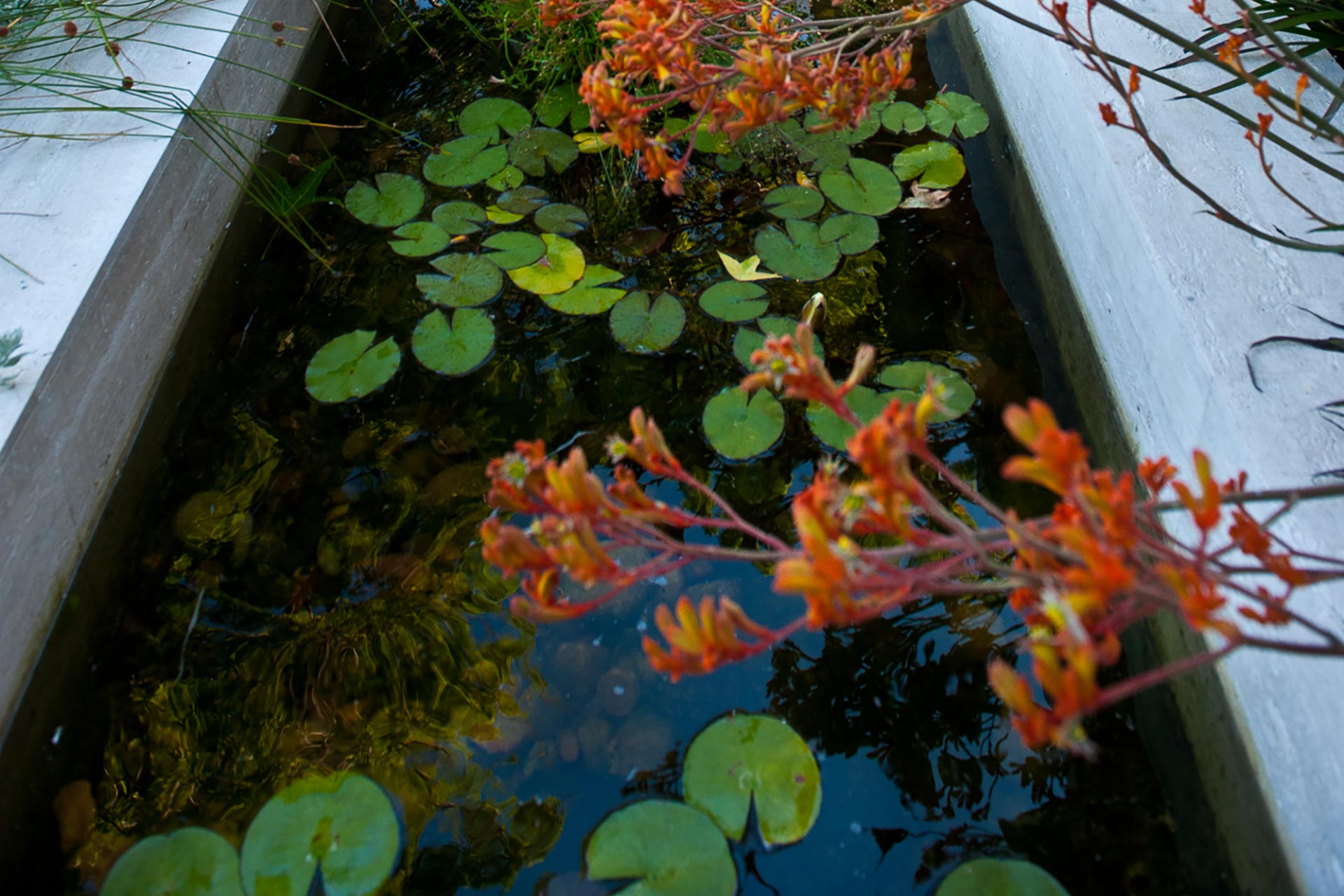 water lillies in contemporary pond with Kangaroo paws and other australian plants
