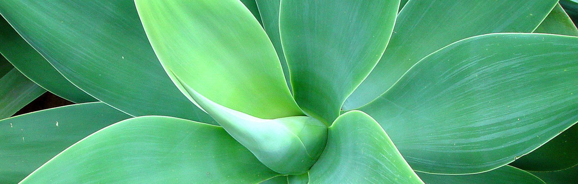 green plant close up