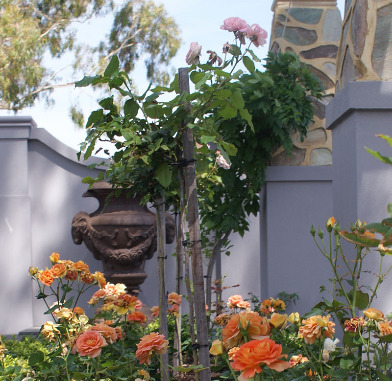 classic formal garden with orange roses and stone arbor
