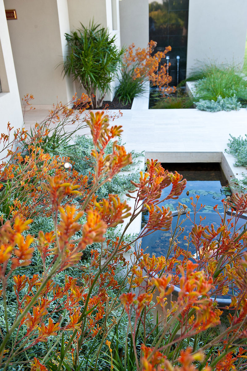 kangaroo paws and native plants front garden in dalkeith