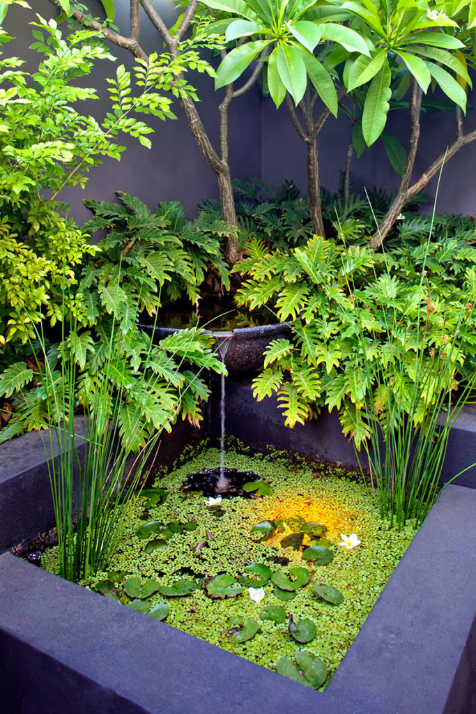 natural pond with tropical plants